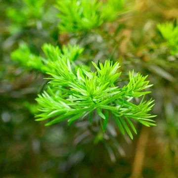 Branch of green tree Foto stock