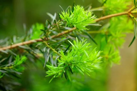 Branch of green tree Stock Photos