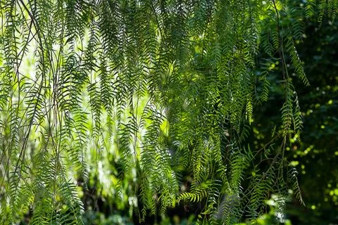 Branch of green tree in the sunlight Stock Photos