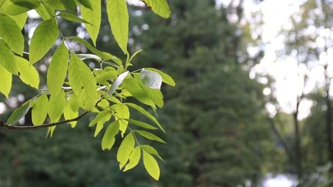 A branch of a green tree sways in the wind. Tree branch. A tree in the summer. Stock Footage 115365707