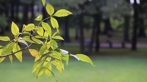 A branch of a green tree sways in the wind. Tree branch. A tree in the summer. Stock Footage 115365749