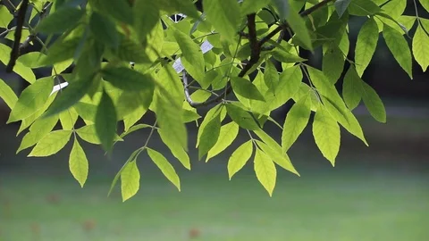 A branch of a green tree sways in the wind. Tree branch. A tree in the summer. Stock Footage 115365878