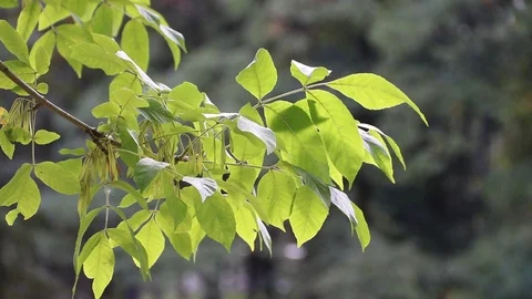 A branch of a green tree sways in the wind. Tree branch. A tree in the summer. Stock Footage 115365980