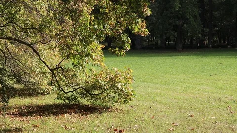 A branch of a green tree sways in the wind. Tree branch. A tree in the summer. Stock Footage 115366061
