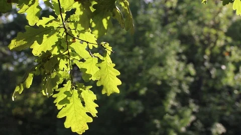 A branch of a green tree sways in the wind. Tree branch. A tree in the summer. Stock Footage 115366128
