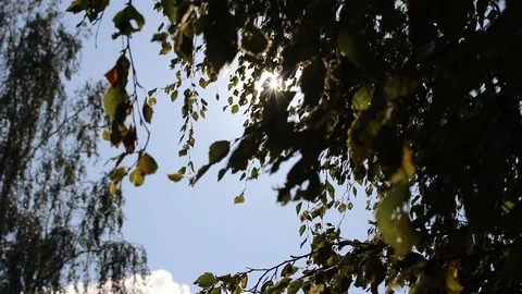 A branch of a green tree sways in the wind. Tree branch. A tree in the summer. Stock Footage 115366226