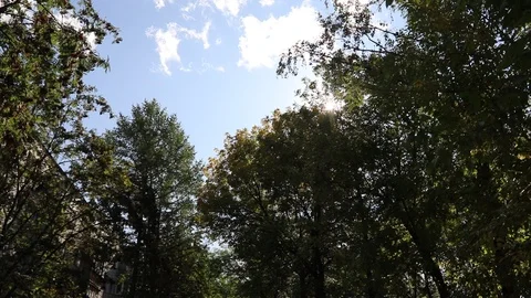 A branch of a green tree sways in the wind. Tree branch. A tree in the summer. Video stock 115366332