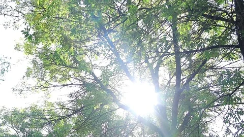 A branch of a green tree sways in the wind. Tree branch. A tree in the summer. Video stock 115366425
