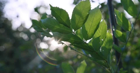 A branch of a green tree sways in the wind Video stock 204973282