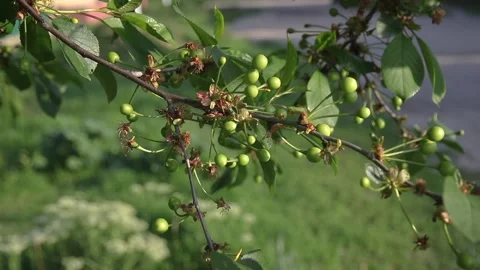 Branch with green unripe cherry Vídeos de archivo 107444553