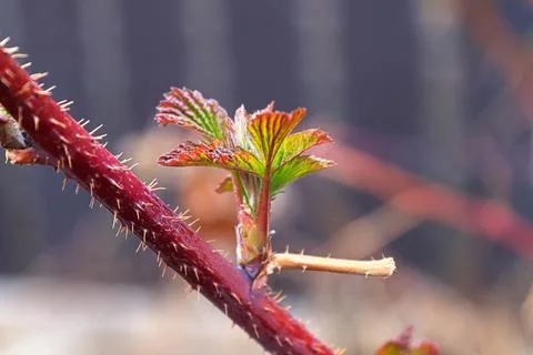 A branch grows out of a second year raspberry cane Stock Photos