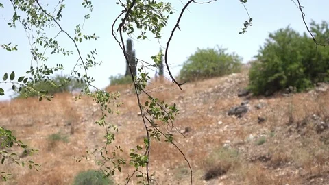 Branch Hanging in Front of Dry Field in Israel Stock Footage 78305159