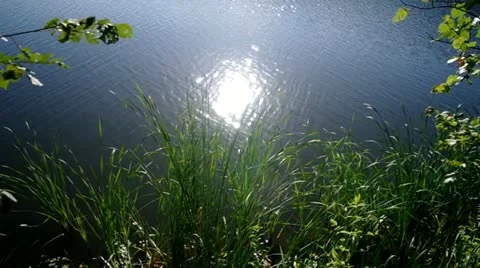 Branch hanging in a lake Stock Footage 11521656