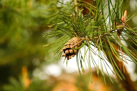 On the branch hangs one open pine cone.Texture or background. Stock Photos