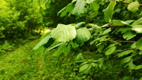 A branch with hazel leaves in close-up on the background of a path in the forest Stock Footage 250952937