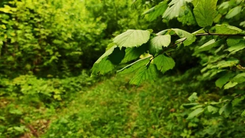 A branch with hazel leaves in close-up on the background of a path in the forest Stock Footage 250953120