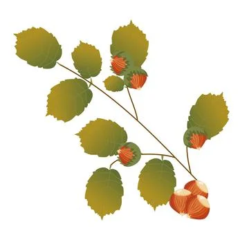 Branch of hazel with nuts Stock Illustration