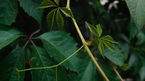 Branch with hedge leaves Stock-Footage 116094936