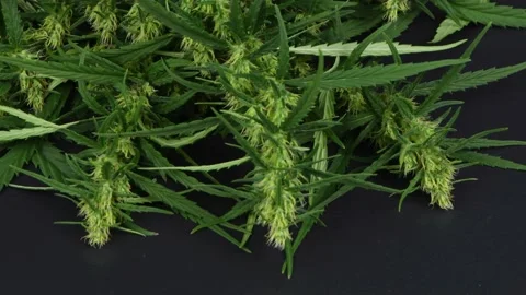 A branch of hemp on a black abstract background. Stock Footage 237261012