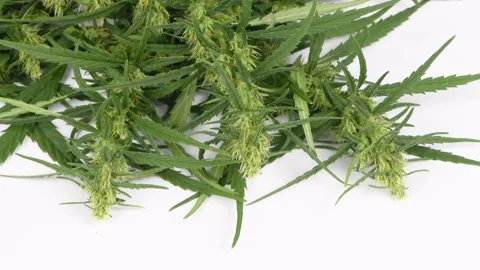 A branch of hemp on a black abstract background. Stock Footage 238498148