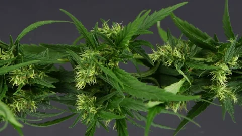A branch of hemp on a mirror background. Side view. Loop motion Stock Footage 221768322
