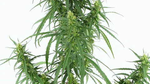 A branch of hemp on a white background. Stock Footage 238497956