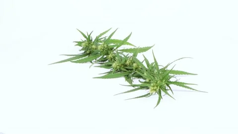 A branch of hemp on a white background. Side view. Loop motion. Stock Footage 221768214