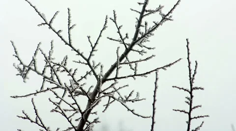 Branch in Hoarfrost 1 Stock Footage 34931582