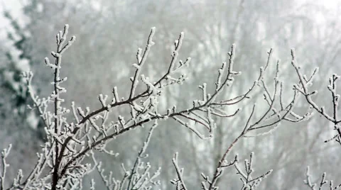 Branch in Hoarfrost 2 Stock-Footage 34931666
