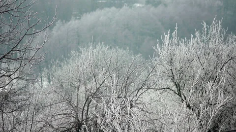 Branch in Hoarfrost 3 Stock Footage 34931799