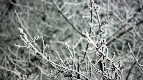 Branch in Hoarfrost 4 Stock-Footage 34931689