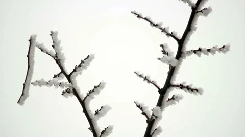 Branch in Hoarfrost 5 Stock Footage 34931498