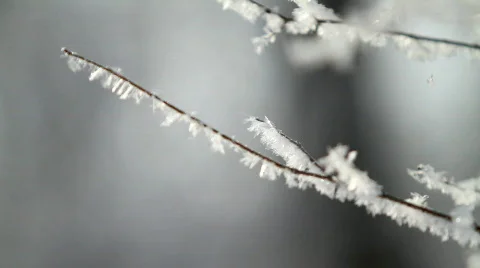 Branch in hoarfrost. Video stock 618771