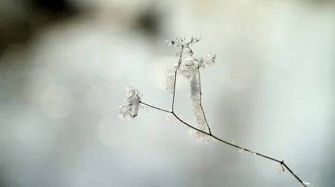Branch in hoarfrost. Stock Footage 621932