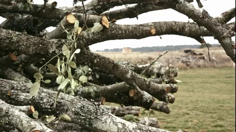 Branch of holm oak swinging in the wind over a pile of logs Stock Footage 101590181