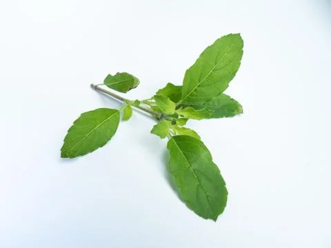 Branch of holy basil leafs. Stock Photos