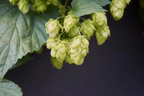 Branch of hops on black background Stock Photos