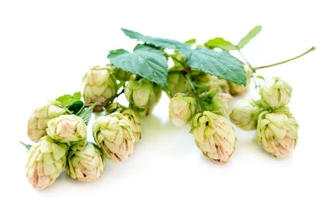 Branch of hops close up. Stock Photos