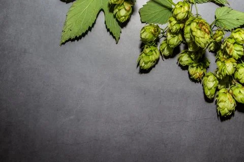 Branch of hops on a dark background. Component for making beer. Stock Photos
