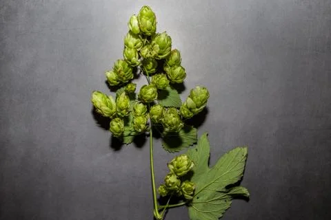 Branch of hops on a dark background. Component for making beer. Stock Photos