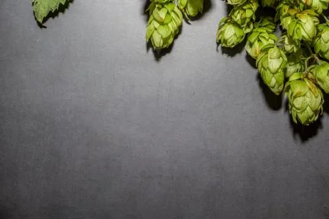Branch of hops on a dark background. Component for making beer. Stock Photos