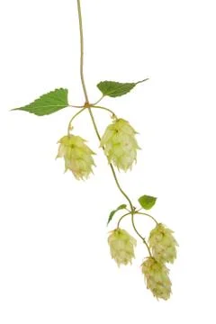 Branch of hops Stock Photos