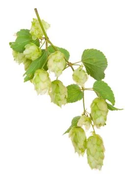 Branch of hops Stock Photos