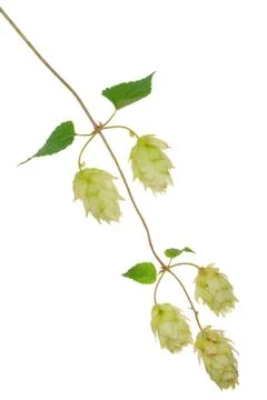 Branch of hops Stock Photos