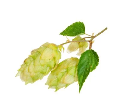 Branch of hops Stock Photos