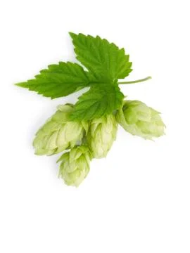 The branch of hops Stock Photos