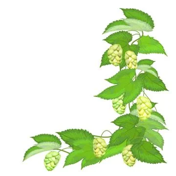 Branch of hops on white background Stock Illustration