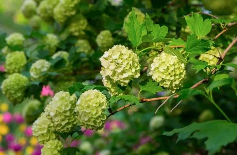 Branch of a hydrangea bush cap of small white flowers among foliage 写真素材