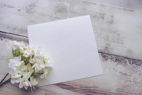 Branch of hydrangea flowers in bloom decorating blank white sheet of paper on Stock Photos