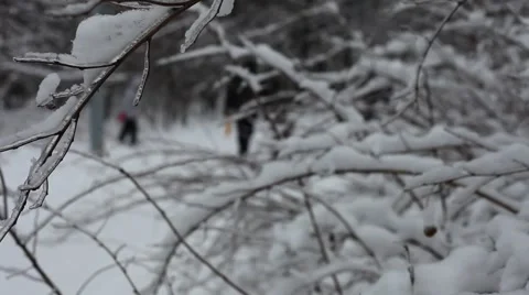 Branch In Ice 库存影片 1062458